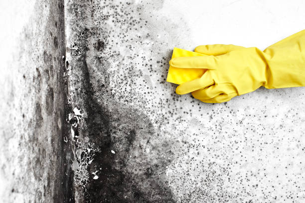 Best Same-Day Mold Removal  in New Braunfels, TX
