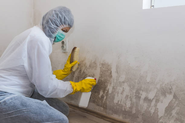Best Professional Mold Removal  in New Braunfels, TX