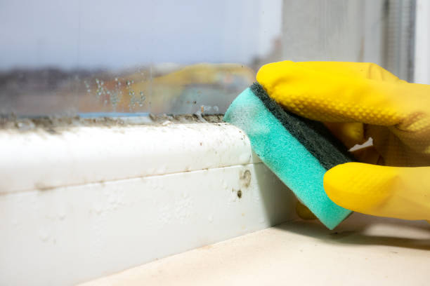 Best Best Mold Removal Companies  in New Braunfels, TX