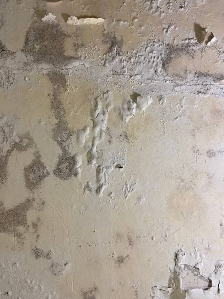 Certified Mold Removal in New Braunfels, TX